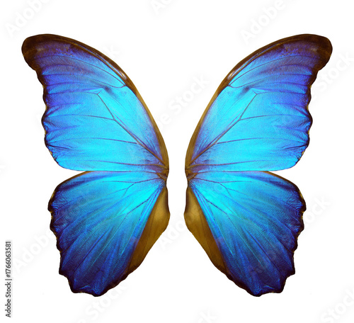 Wings of a butterfly Morpho. Morpho butterfly wings isolated on a transparent background.