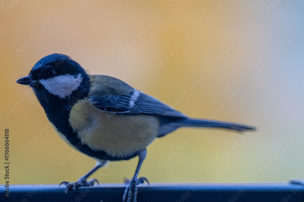Obraz premium Elegant Great Tit Portrait with Colorful Bokeh