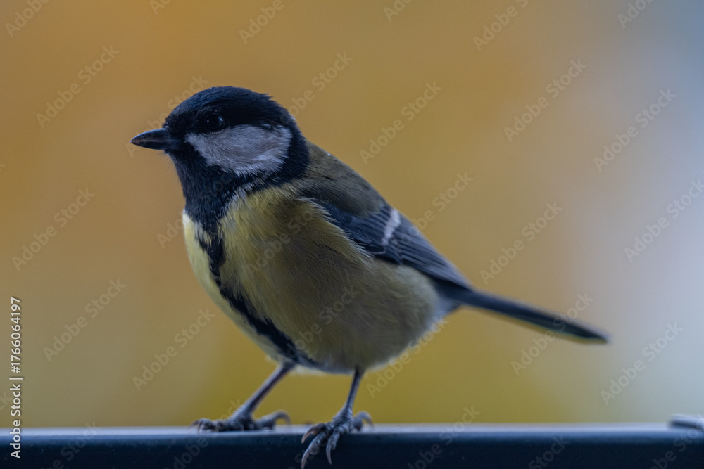 Obraz premium Elegant Great Tit Portrait with Colorful Bokeh