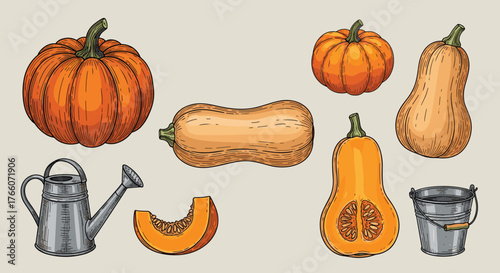 Autumn harvest illustration with various squashes, pumpkin, cut squash piece, watering can, and bucket, perfect for seasonal designs.