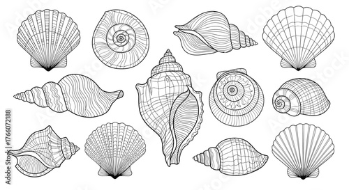 Detailed line art illustration featuring various types of seashells, including scallop shells, snail shells, and conch shells.