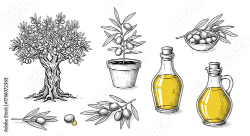 Hand-drawn olive tree, olive branch, olive oil in a glass bottle, and bowl of olives, illustrating the olive growing and oil-making process.