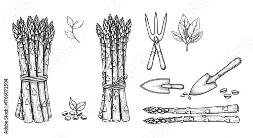 Black and white illustration of asparagus bunches with gardening tools, depicting harvesting, cultivation, and organic gardening.