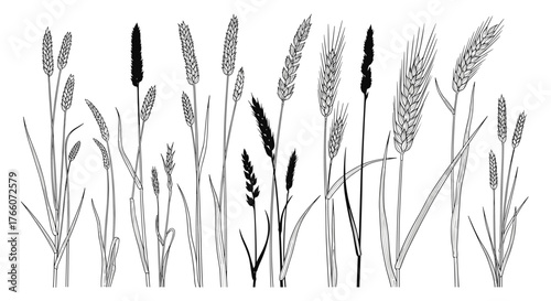 Illustration of assorted wheat, barley, oats, rye, and timothy grass standing against a white background in an artistic vector composition.