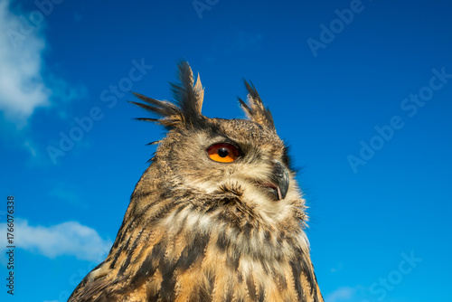 European Eagle Owl