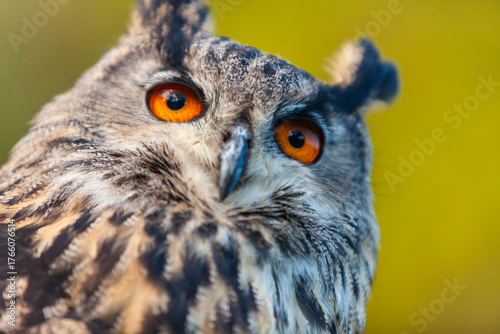 European Eagle Owl