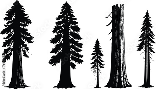 Tree silhouette collection, coniferous forest shapes, pine tree variations, nature illustration, botanical diversity, landscape elements, vector art, isolated trees