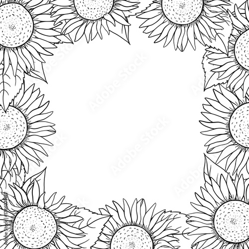 sunflower frame with large blooming heads forming a bright floral border and clean central space. Vintage hand drawn botanical illustration ideal for summer greeting card, organic product label