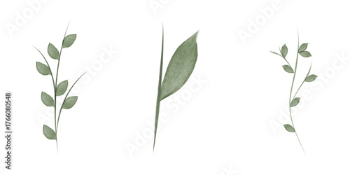 Three watercolor style illustrations display plant stems with green leaves on a white background. Each stem has slightly different leaf arrangements, showing variety in nature.