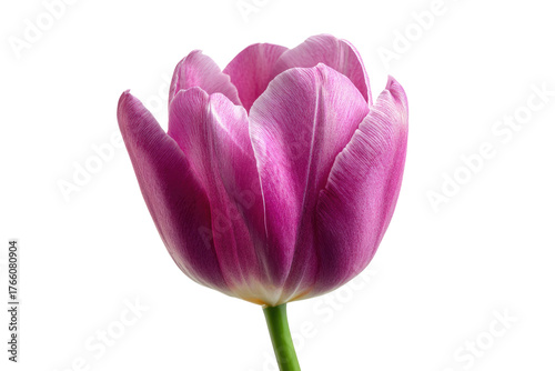 A vibrant purple tulip flower with delicate petals and a green stem, beautifully isolated against a dark transparent background. background removed