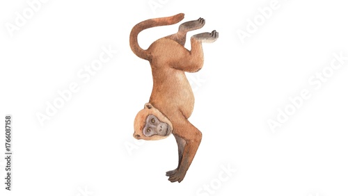 Photography Realistic Monkey Watercolor Illustration – Hand Drawn Primate on White Backgroun