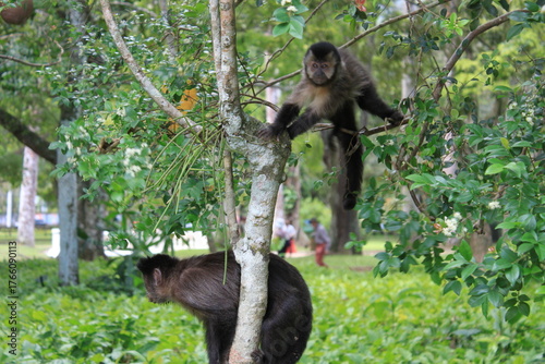 Behang macaco, macaco prego, primata, vida selvagem, wild life, animais, mamífero, zôo,