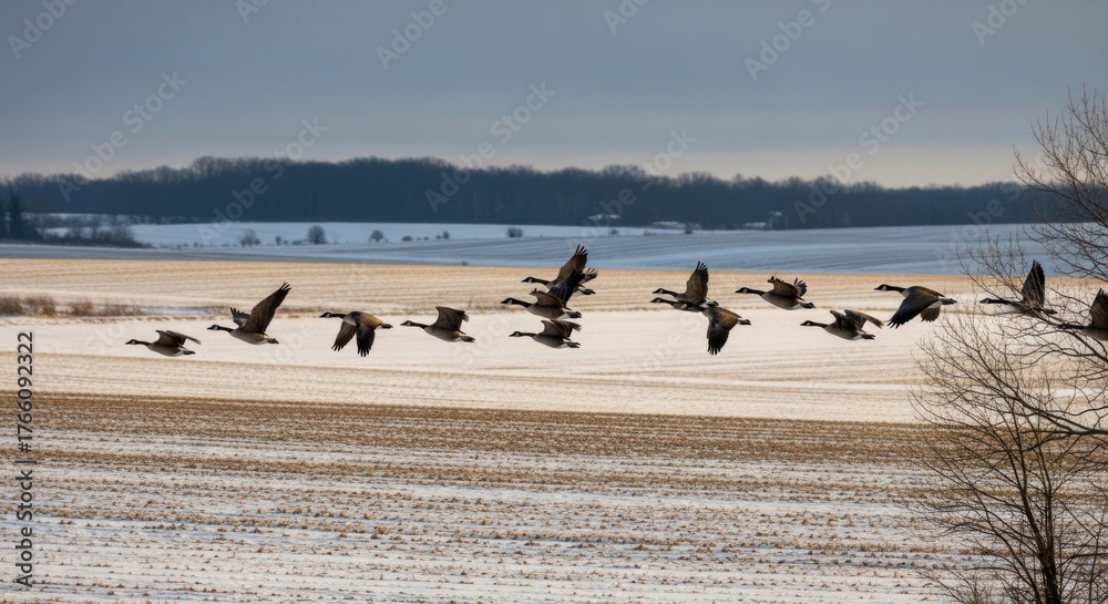 Obraz premium Flock of Canada Geese Flying Over a Snowy Winter Field with Bare Trees and Distant Forest Under a Cloudy Sky