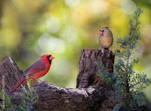 male and female cardinal on stump with bokeh in background