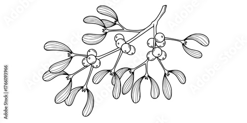 Delicate Mistletoe Branch with Berries Line Art Vector Icon
