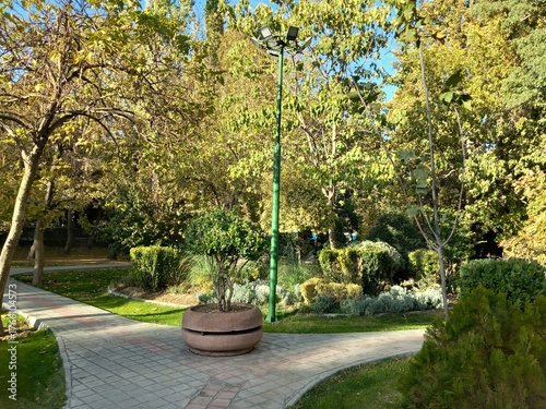 Tall trees with yellow and green leaves in the park on a sunny day