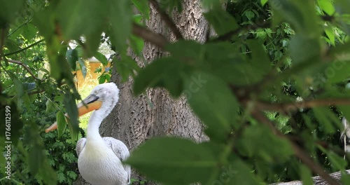 Close view of a pelican in lush green habitat. 