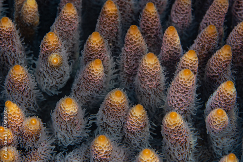 Detail of an Acropora stony coral colony growing on a beautiful reef in the Banda Sea, Indonesia. This region is part of the Coral Triangle and harbors extraordinary marine biodiversity.