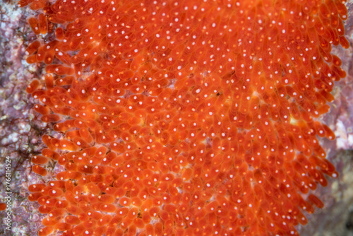 Foto Detail of Clark's anemonefish, Amphiprion clarkii, eggs that were freshly laid on a coral reef in Indonesia