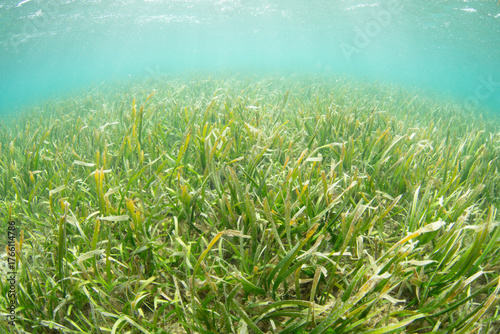 Foto A healthy seagrass bed grows along the coast of a remote island in the Banda Sea, Indonesia
