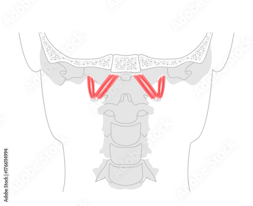 Rectus capitis anterior lateralis - Human deep cervical muscle shown in anatomy diagram, flexes and stabilizes the atlanto-occipital joint, essential for neck flexion, lateral movement medical