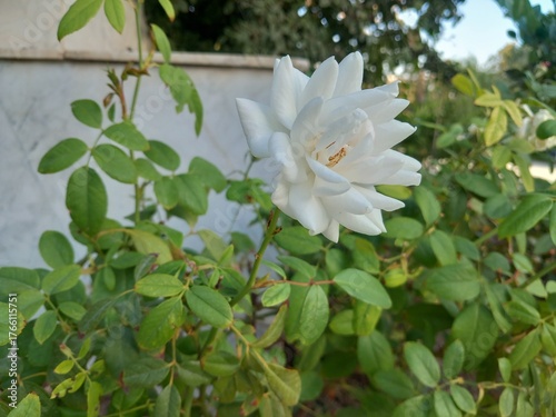 White flower and green leaves