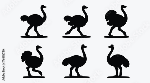Ostrich Silhouette Set of Various Walking Poses on White Background