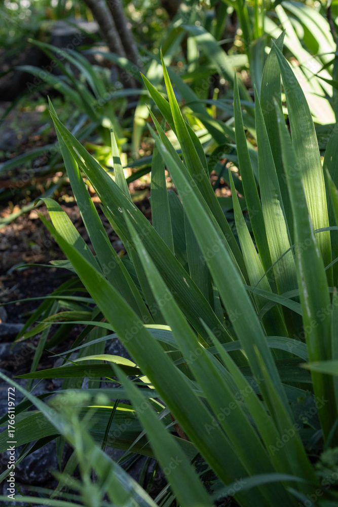 Obraz premium Slim Iris Leaves in Shaded Garden Light