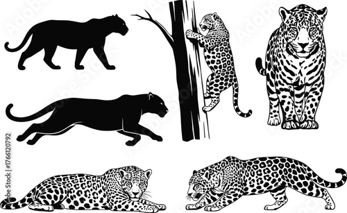 WebLeopard jaguar cad drawing flat vector illustration, silhouette, stalking, climbing, crouching, lying, walking, cub, spotted fur, predator pose