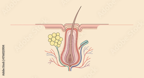 Detailed illustration of a hair follicle structure with its components.