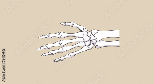 Human Hand Skeleton Anatomy Illustration for Medical Purposes.