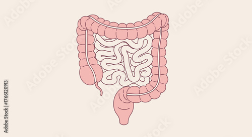 Illustration of the Human Intestines, Colon, and Small Intestine.