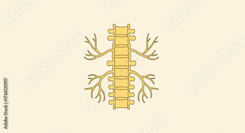 Detailed illustration of the human spinal cord and its intricate neural network.