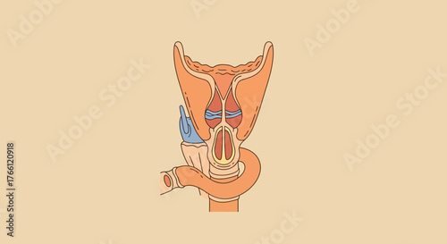 Anatomical Illustration of the Larynx and Trachea.