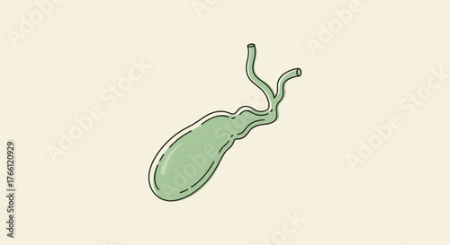 Human Gallbladder Organ Illustration for Medical and Health Concepts.