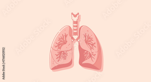 Human respiratory system anatomical illustration showing lungs and trachea.