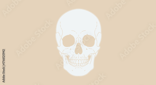 Isolated Skull Illustration - A Symbol of Mortality and Anatomy.
