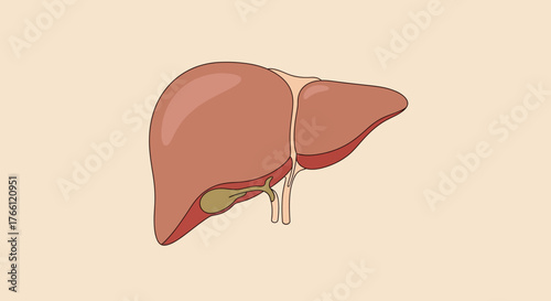 Anatomical vector illustration of a healthy human liver organ.