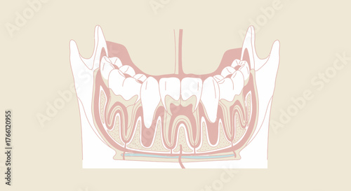 Detailed Anatomical Illustration of Human Teeth and Jaw Structure.