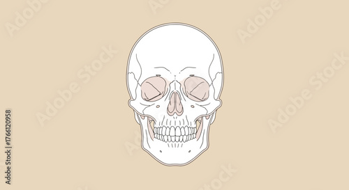 Detailed illustration of a human skull with anatomical accuracy and artistic flair.