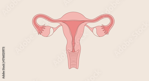 Anatomical Diagram of the Female Uterus and Reproductive Organs.