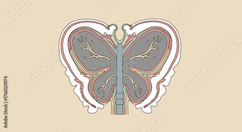 Butterfly Anatomy Illustration - Detailed Wing Structure and Internal Veins.