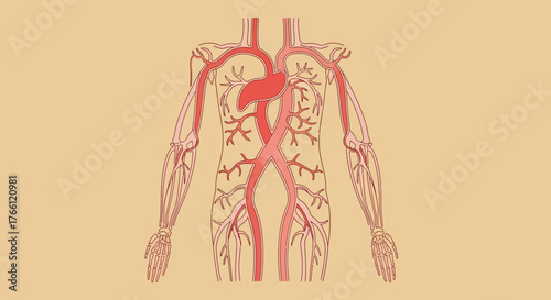 Anatomical illustration of the human arterial circulatory system.
