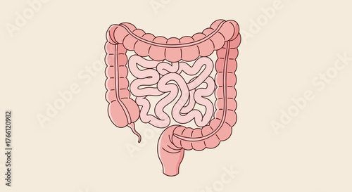 Illustration of the Human Digestive System Intestines and Colon.