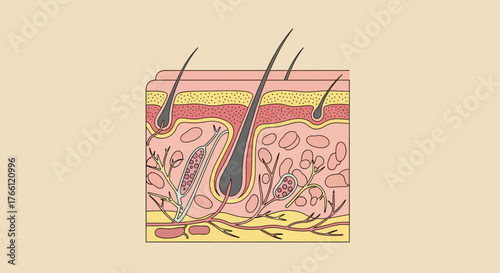Detailed cross section of human skin layers with hair follicles and sebaceous glands.