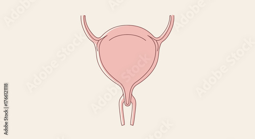 Anatomical illustration of the human urinary bladder and ureters.