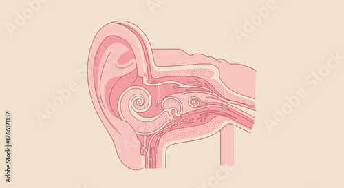 Anatomical Cross Section of the Human Ear Structure.