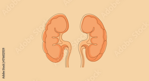 Illustration of Human Kidneys for Medical or Educational Purposes.