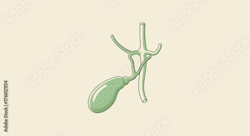 Detailed illustration of the human gallbladder and bile ducts.