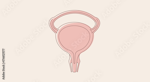 Anatomical illustration of the human bladder and urethra.
